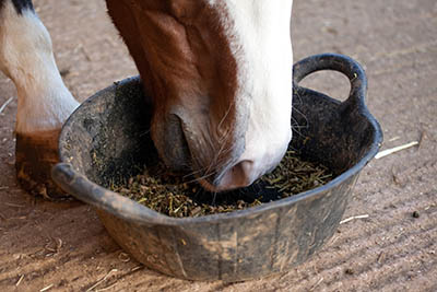 Are you ready to be a Sole Charge Groom - feeding regimes