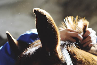 Are you ready to be a Sole Charge Groom - preparing for outings