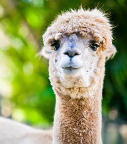 Are you ready to be a Sole Charge Groom - variety