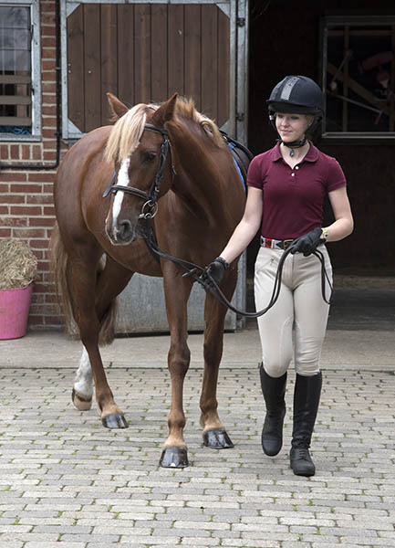 Equine Apprenticeships - Course Options - Am I Eligible