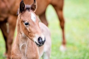 Equine Apprenticeships - Course Options - Breeding Apprenticeships