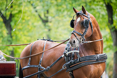Equine Apprenticeships - Course Options - Carriage Driving Apprentices