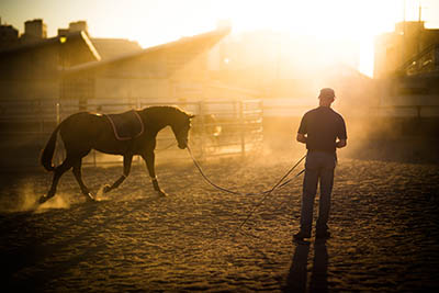 Equine Apprenticeships - Course Options - Non Riding Apprentices