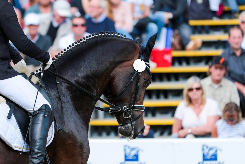 What are Dressage Grooms and Dressage Groom Jobs