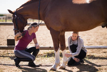 What are Dressage Grooms and Dressage Groom Jobs - knowledgeable