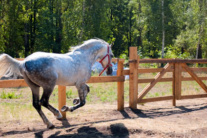 What are Dressage Grooms and Dressage Groom Jobs - performance horses