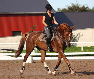 Become a Professional Rider - experience