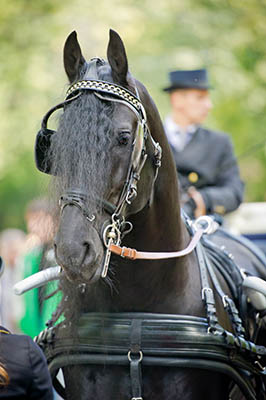 County Shows explained - carriage driving