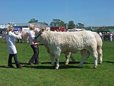 County Shows explained - prize cattle