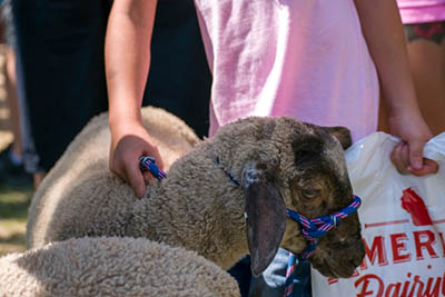 County Shows explained - showing farm animals