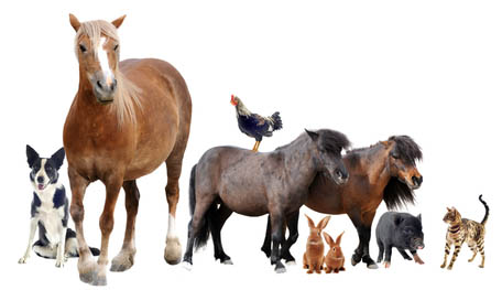 A Sneak Peak at an equine Employers Wish List - Reasonable Baggage