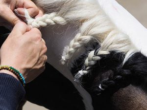 A Sneak Peak at an equine Employers Wish List - Relevant Skills
