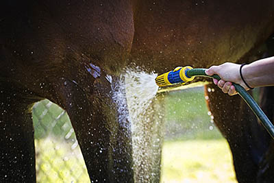 Eventing Grooms and Eventing Groom Jobs - Anyone can become an event groom