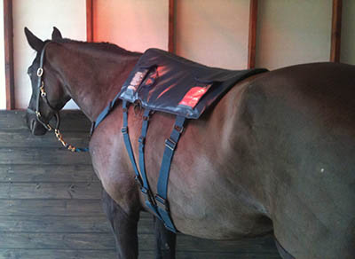 Eventing Grooms and Eventing Groom Jobs - Specialist equipment