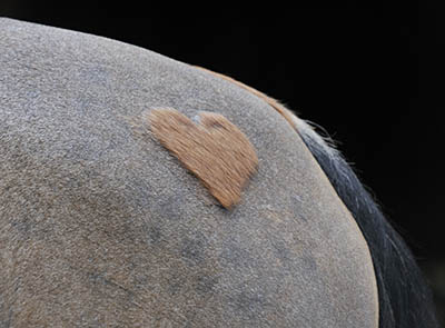 Getting winter ready in the equine industry - Clipping