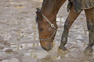 Getting winter ready in the equine industry - Mud Fever
