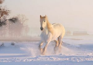 Getting winter ready in the equine industry - Preparing the yard