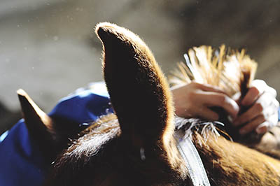 The Grooms List Apprentices Zone - How an Apprenticeship can Benefit Your Equine Career 2