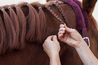 The Grooms List Apprenticeship Zone - Step by Step Guide to Employing an Apprentice Groom