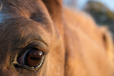 Top tips for grooms caring for horses through the firework Period - Horses