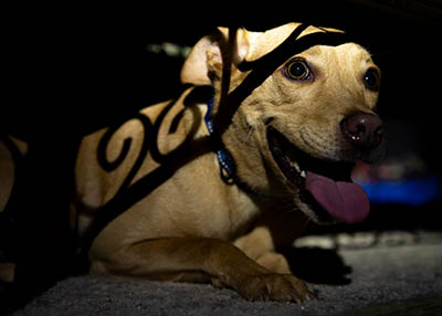 Top tips for grooms caring for horses through the firework period - Dogs