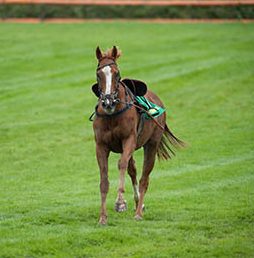 Work Riders and Work Rider Job Vacancies - dedication