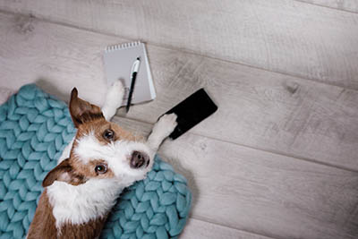 A Job Seekers Guide to Reference Checks - Character References for pets