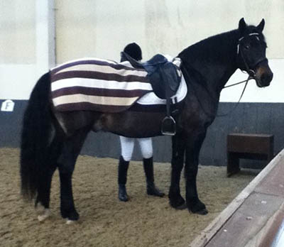 Keeping Your Equine Athletes Warm - Hannah Doggett - Ride-on or wrap-around exercise sheet