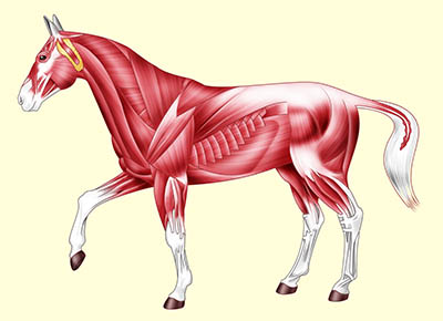 Keeping Your Equine Athletes Warm - Horses Muscles