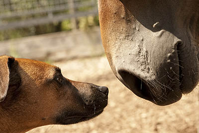 Yard Dog Etiquette - taking a dog to work - Horse meets Dog