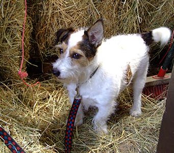 Yard Dog Etiquette - taking a dog to work - Keep on a lead or rope when necessary