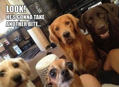 Yard Dog Etiquette - taking a dog to work - Scrounging Food