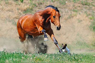 Yard Dog Etiquette - taking a dog to work - hazards