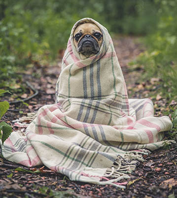 Yard Dog Etiquette - taking a dog to work - is your dog happy at work