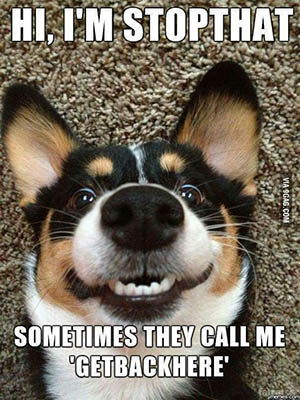 Yard Dog Etiquette - taking a dog to work - recall and obedience