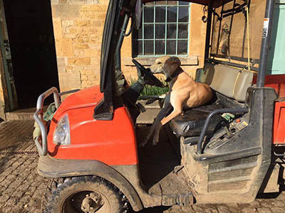 Yard Dog Etiquette - taking a dog to work - yard dog qualities