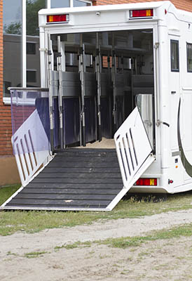 Brexit information for employers and Grooms in the Equine Industry - taking your horse with you