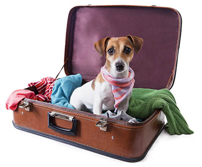 Brexit information for employers and Grooms in the Equine Industry - taking your pets with you