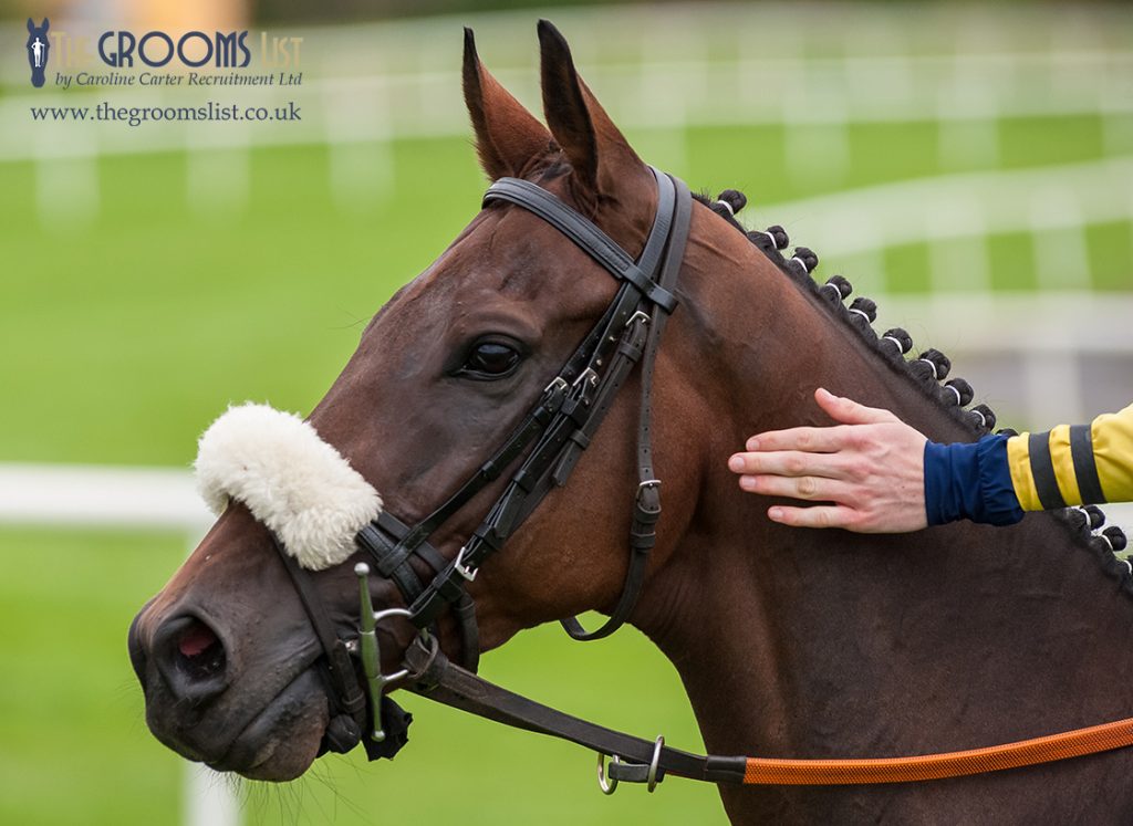 News - Equine flu outbreak sees race meets cancelled - the consequences