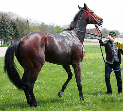 What's it like to work on a Pre-Training yard - Lively youngsters
