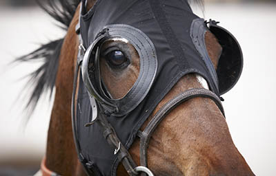 What's it like to work on a pre-training yard - prep school for horses