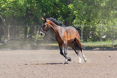What's it like to work on a pre-training yard - Lunging