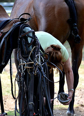 5 reasons why the equine industry needs Apprentice Grooms - specialised skills and abilities