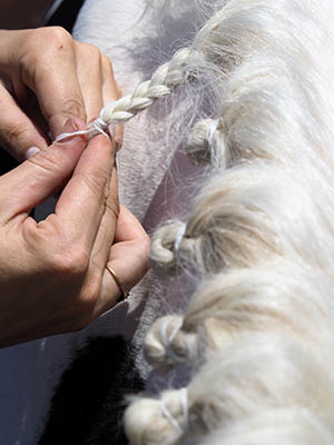 5 reasons why the equine industry needs Apprentice Grooms - specialised skills