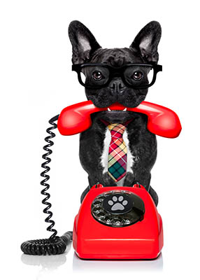 The Ultimate Equestrian Apprentice Startup Kit - Phoning up about a job