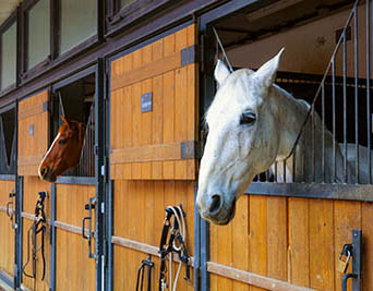 The fine art of owning AND working with horses - keeping your horse at your place of work