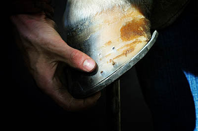 How to maintain a good relationship with the yard Farrier - Equine Professional