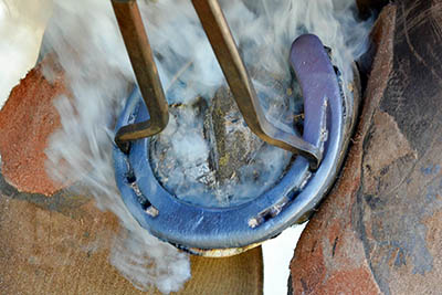 How to maintain a good relationship with the yard Farrier - Tricky Horses