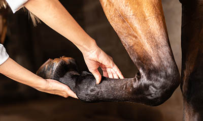 Just A Groom by Lucy Blain - Knowledge