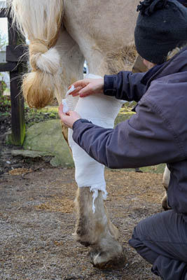 Treating Minor Horse Wounds - bandages and dressings
